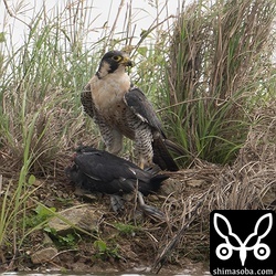 シベリアハヤブサのオス成鳥。