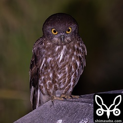 上のコミミズクのすぐそばにいたアオバズク。お互い干渉はせず。