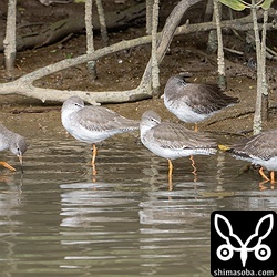 アカアシシギの小さな群れ。寒そうにしていました。