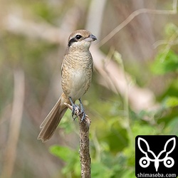 シマアカモズの第1回冬羽。
