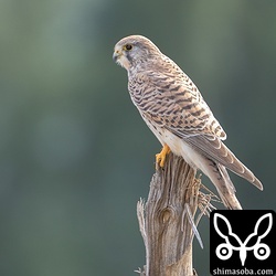 小鳥を狙うチョウゲンボウ。