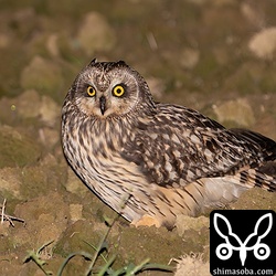 毎年、現れるコミミズク。昨年は同じ田んぼに3羽でしたが、今年は1羽だけ。写真では見えませんが、ネズミを食っている最中。