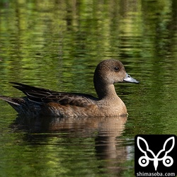 ヒドリガモの幼鳥メス。