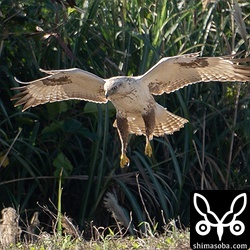 食べ残したアマサギに戻ってきたオオノスリ。
