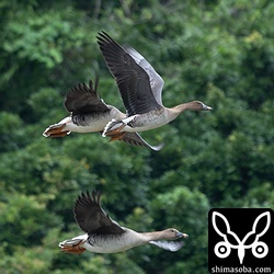 ヒメヒシクイと見られる個体の翼下面。