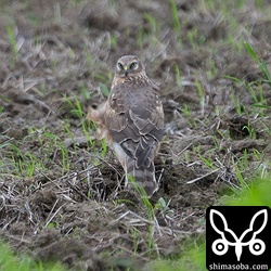 田んぼに降りたハイイロチュウヒ。