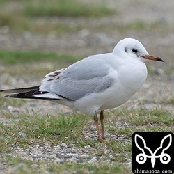 先月から滞在中のユリカモメ。第2回冬羽。今季は2羽と少ないです。