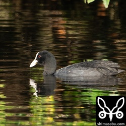 オオバン成鳥。今季は今のところ少なめです。