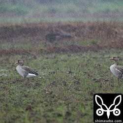 雨の中のハイイロガン。無事に年越しました。いつまでいるのでしょうか。