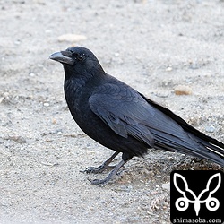 上の個体とペア。雌雄は不明。