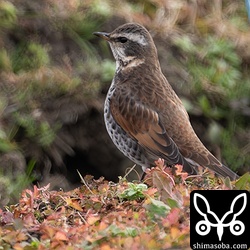 ツグミは例年より少なかった。と言っても年に1回しか訪れないのですが…。^^;