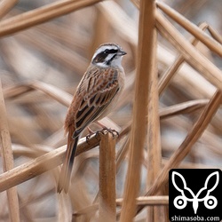 ホオジロのオス。10羽ほどの群れが見え隠れしていました。