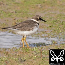 コチドリ第1回冬羽。