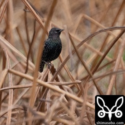 ムクドリの中にホシムクドリ。
