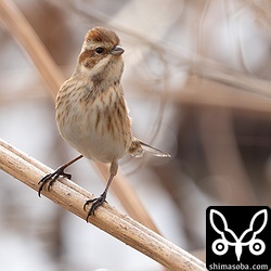 上と同個体。しばらくきょろきょろした後に飛んでいった。