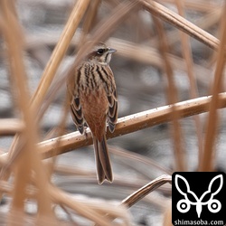 ホオジロのメス。