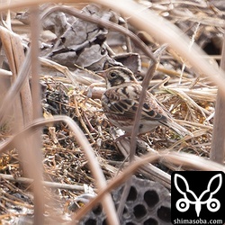 カシラダカのオス。カシラダカは数羽の群れ。