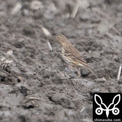 遠くにタヒバリ。ピピットはこれだけ。