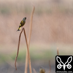 カワラヒワの鳴き声がすると思ったら遠くに2羽。