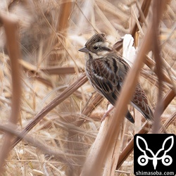 カシラダカのメス。