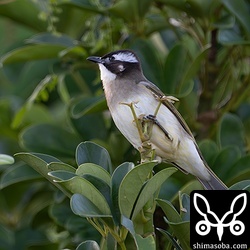 こちらは普通のシロガシラ。カポックの実を食っている。