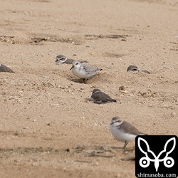 ミユビシギとシロチドリ。くぼみに座って強風を避けています。
