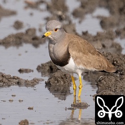 ケリは相変わらず多い。交通量の多い県道沿いの田んぼにもふつーにいました。