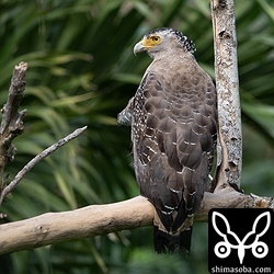 見かけない場所にいたカンムリワシ。
