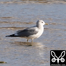 カモメ成鳥冬羽。カモメが石垣島に現れるのは10年に1度程度の頻度なので、うれしいです。