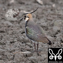 タゲリは数羽がケリと付かず離れずで行動していました。