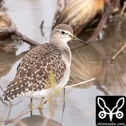 シギはタカブシギだけを確認。いつもより少ない印象です。