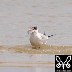 じゃまになるひれが取れたところで飲み込みにかかりますが、なかなか大変そうでした。