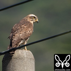 獲物を探し、草原を見渡すサシバ幼鳥。