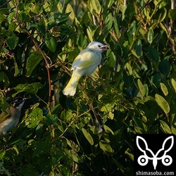 オオムラサキシキブの実を食う。左下には普通のシロガシラもいます。