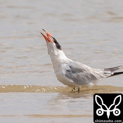 時間はかかりましたが、なんとか飲み込むことに成功しました。