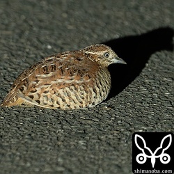 こちらはシロアゴヨタカと誤認したミフウズラ。^^; なぜか深夜に道路の真ん中にいた。