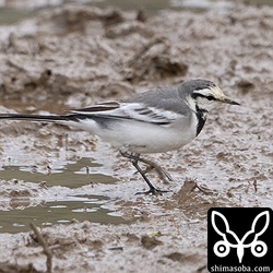 ハクセキレイのメス第1回冬羽。