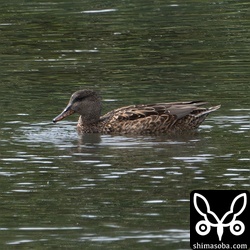 オカヨシガモのメス非生殖羽。