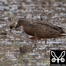 こちらもマガモとカルガモの雑種。