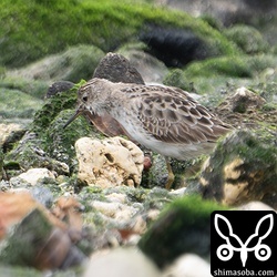 ヒバリシギ第1回冬羽。