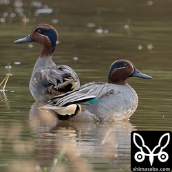 コガモのオス生殖羽。