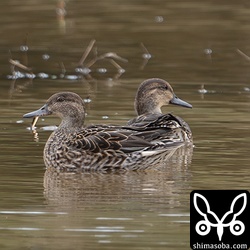 コガモのメス非生殖羽。