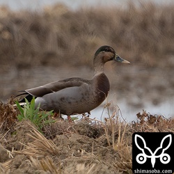 マガモとカルガモの雑種。