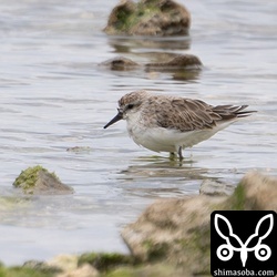 こちらもヨーロッパトウネンに見えたが。