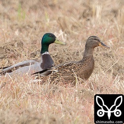 マガモのペア。