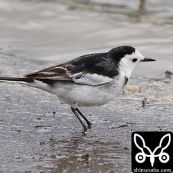 ホオジロハクセキレイ冬羽。