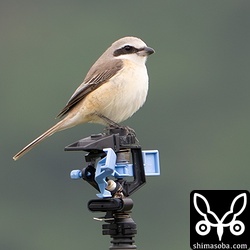 シマアカモズのメス成鳥。