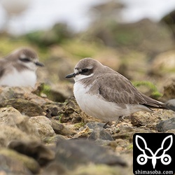 メダイチドリ第1回冬羽。