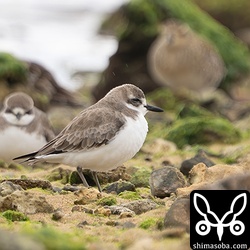 オオメダイチドリ第1回冬羽。