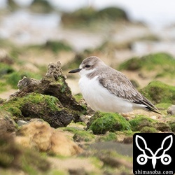 冬羽のオオメダイチドリ。